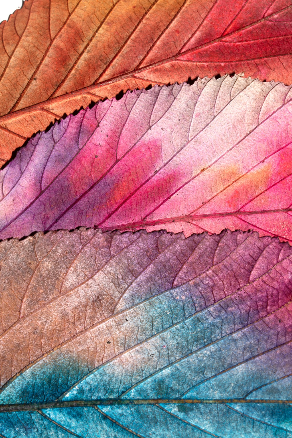 Beautiful autumn leaves